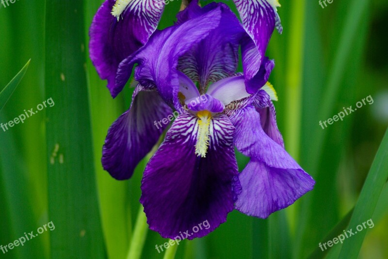 Iris Pervenche Violet Foliage Purple