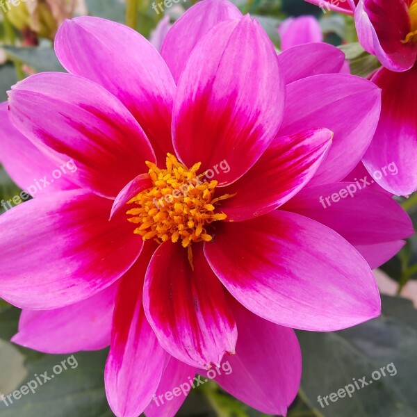 Dalia Flower Spring Rosa Nature