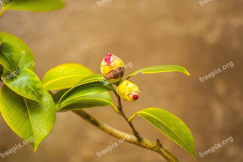 Camellia Flower Spring Nature Shrub's Flowers