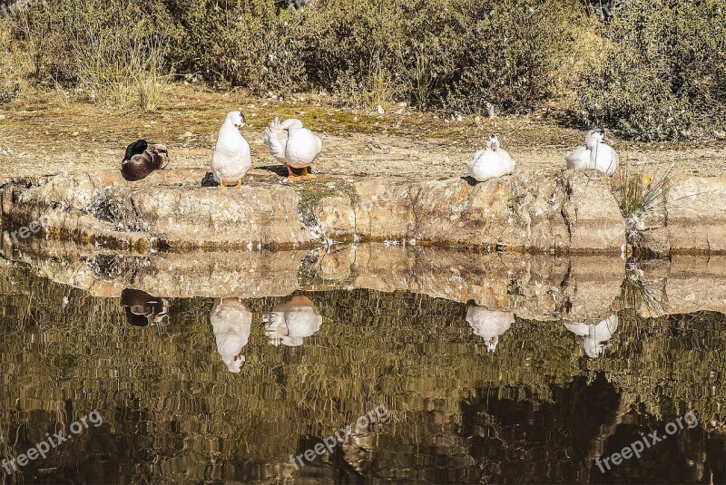 Nature Lake Animal World Landscape Water