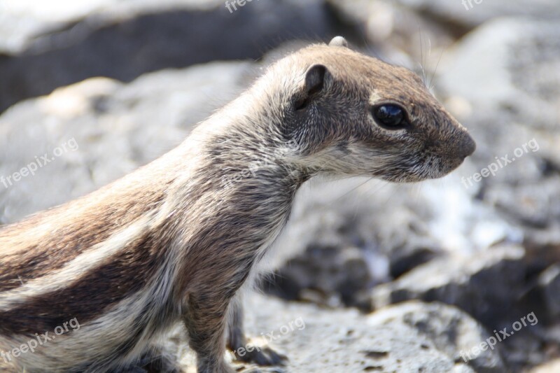 Gophers Nature Rodent Nager Animal