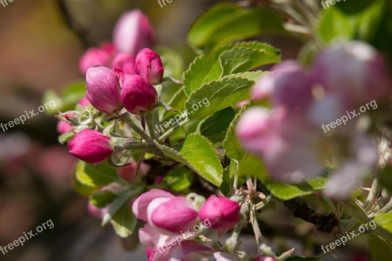 Apple Blossom Apple Tree Bud Pink Spring