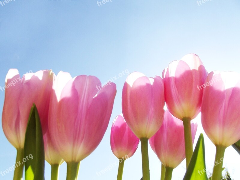 Flower Tulip Pink Spring Nature