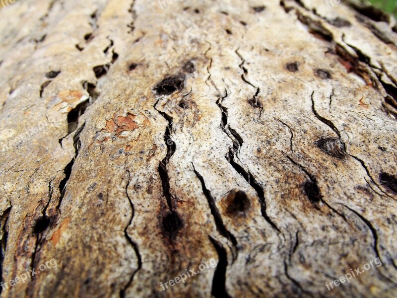 Wood Bark Tree Macro Closeup