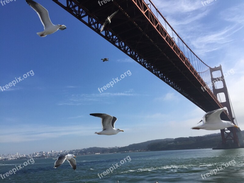 The Golden Gate Bridge United States Seagull Blue Sky White Cloud