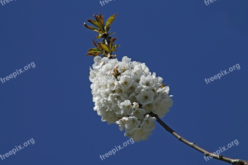 Cherry Blossom Blue Spring Bloom Blossom Spring Awakening