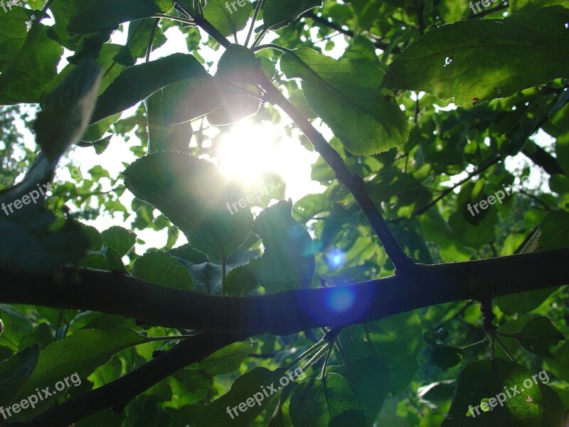 Summer Foliage Tree The Sun Free Photos