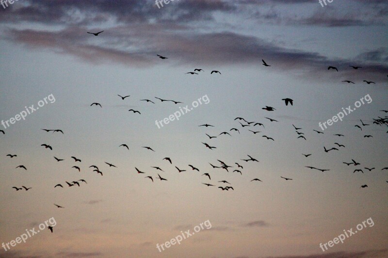 Birds Fly Out Geese Free Photos