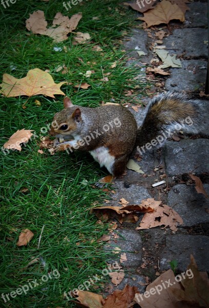 The Squirrel Animal Rodent Mammal Food