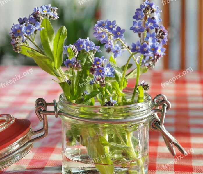 Forget Me Not Flowers Blue Pointed Flower Plant