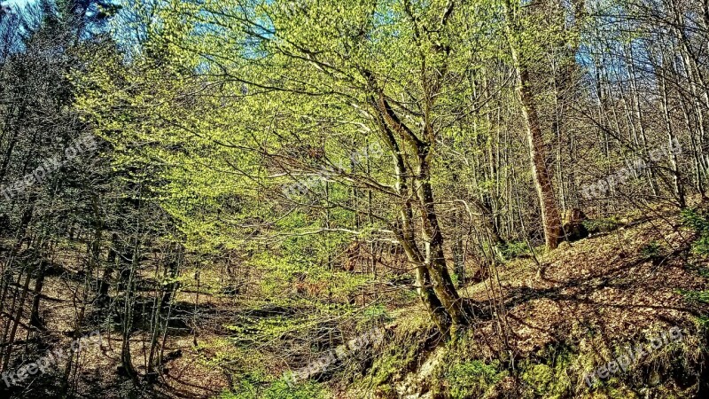 Tree Roadside Mountains Mountain Spring