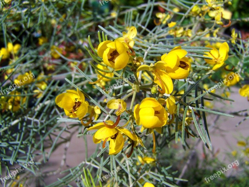 Yellow-flowered Plant Spring Nature Free Photos