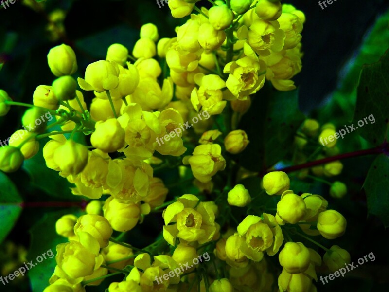 Mahonia Yellow Flower Spring Free Photos