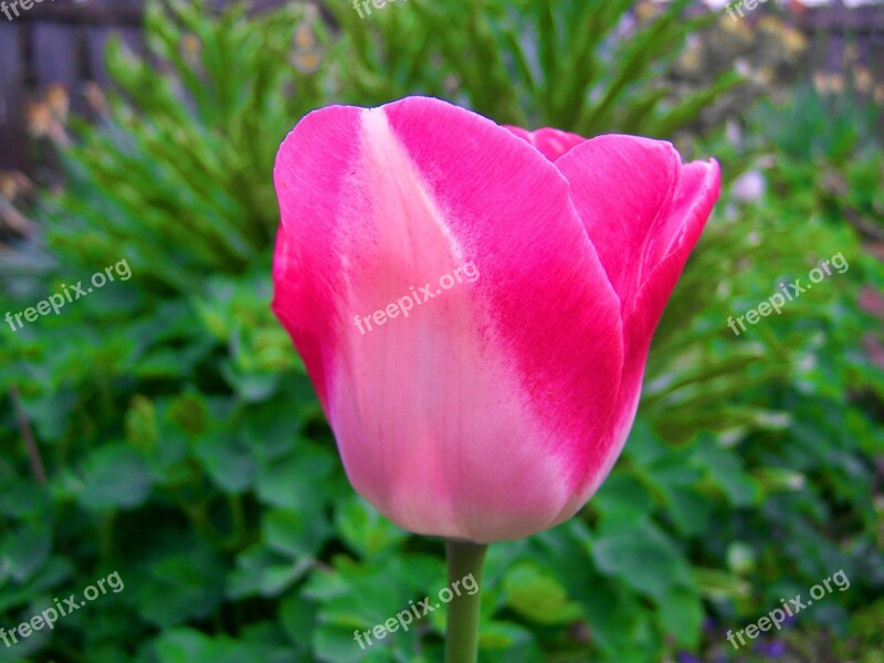 Pink Tulips Spring Flower Garden Free Photos