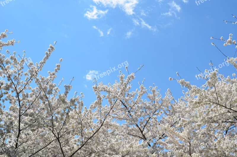 Nature Plant Trees Fruit Blossoms