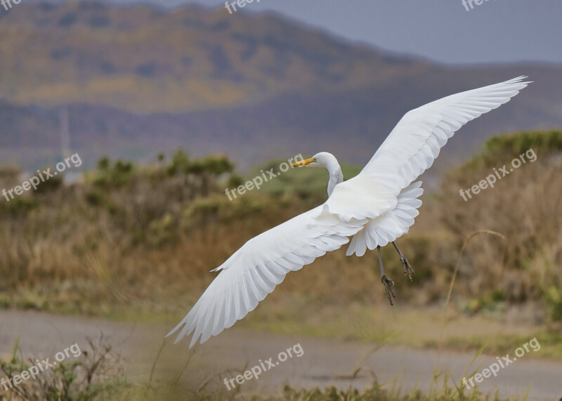 Nature Animal Bird White Heron