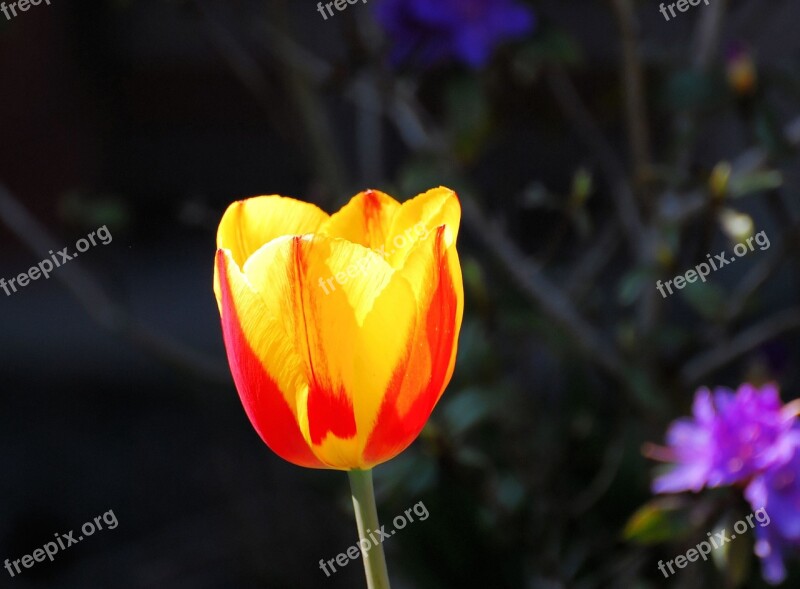 Tulip Blossom Bloom Flower Spring