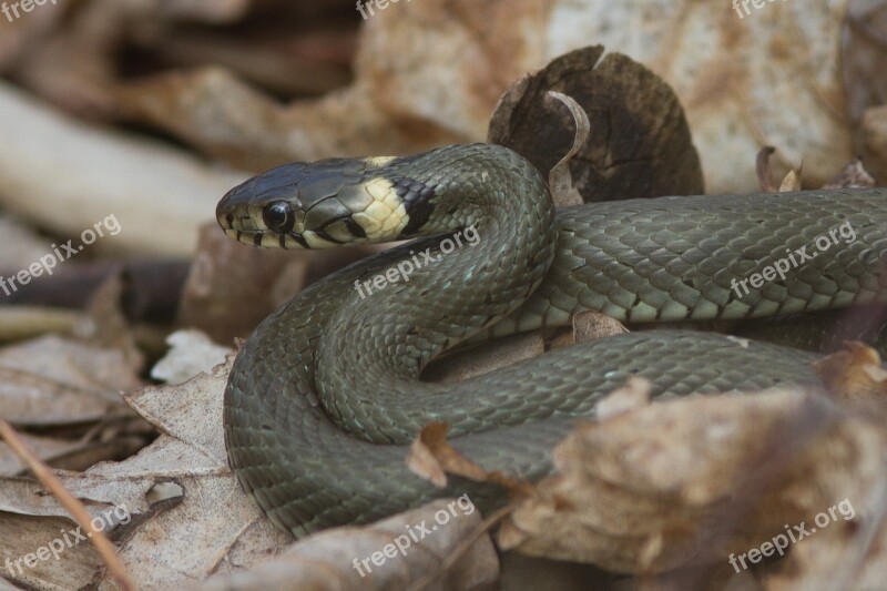 Grass Snake Amphibian Pond Water Animal