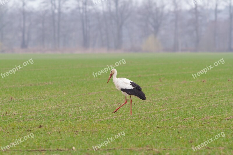 Stork Spring Animals Bird Rattle Stork