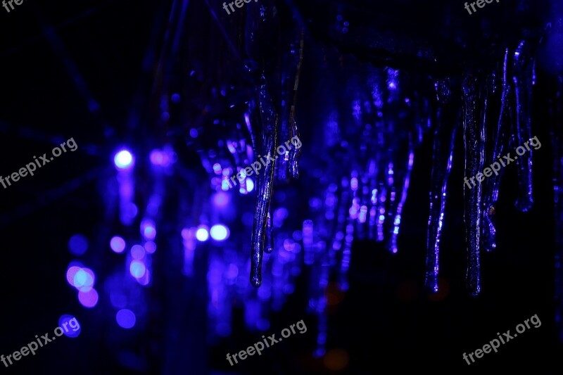 Winter Icicle Frost Christmas Free Photos