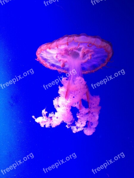 Jellyfish Beautiful Blue Free Photos