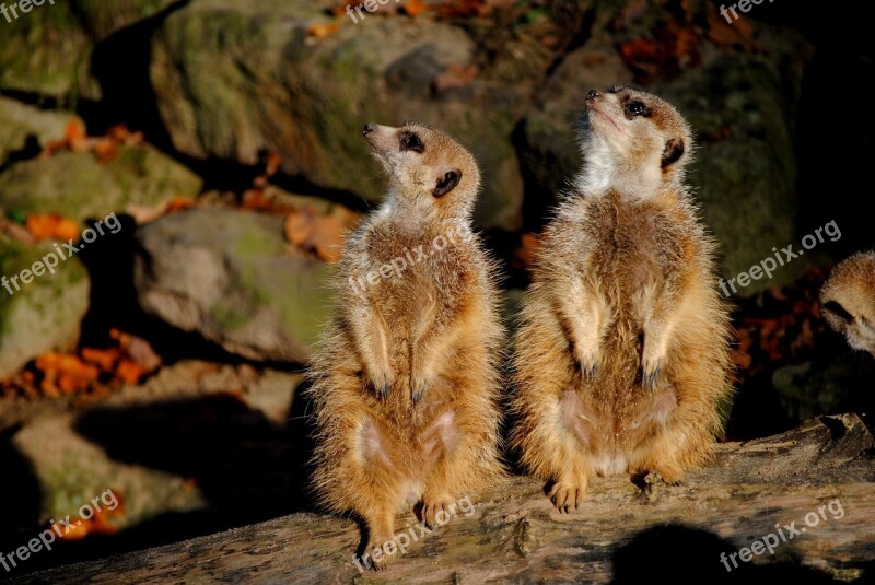 Meerkat Zoo Animals Mammal Nature