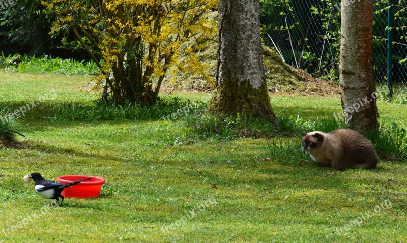 Cat Bird Elster British Shorthair Lurking