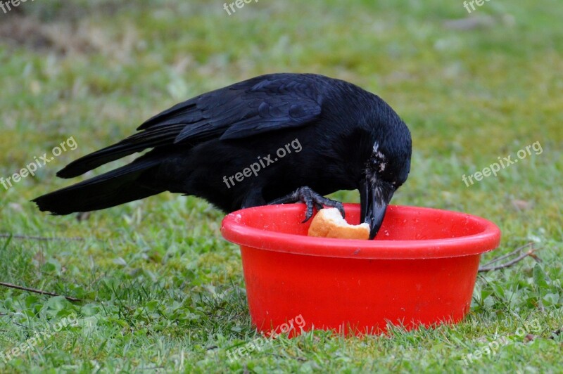 Crow Raven Raven Bird Black Bill