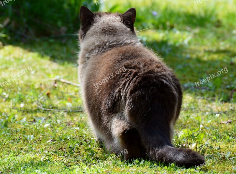 Cat On The Lurking British Shorthair Mieze Blue Eye