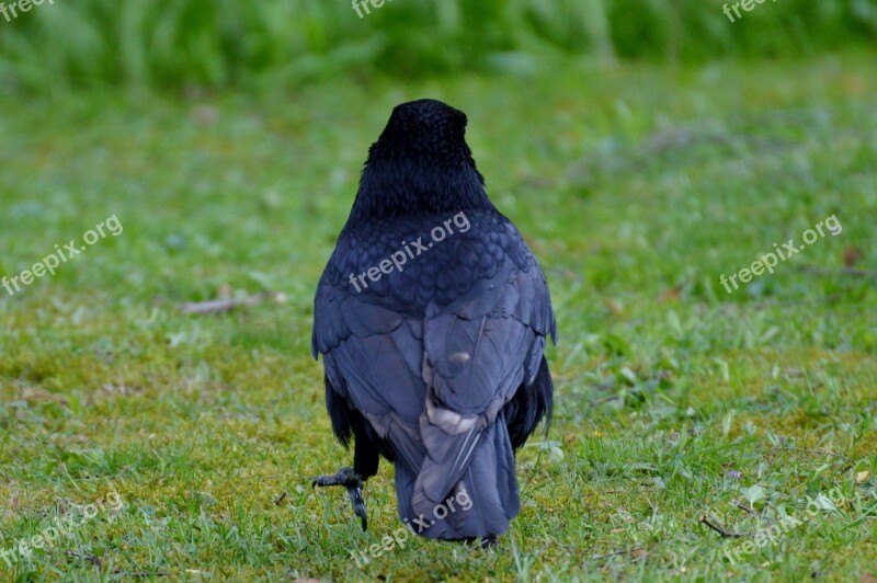 Crow Raven Raven Bird Black Bill