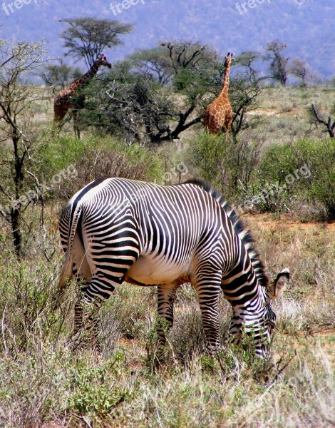 Africa Wildlife Zebra Grevy Zebra Giraffe