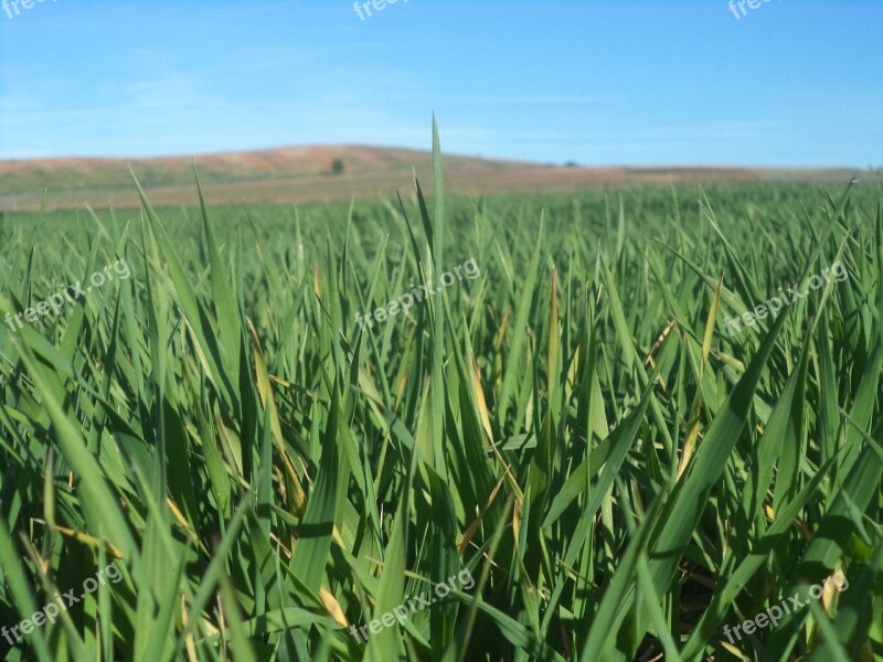 Barley Field Daganzo Madrid Spain Free Photos