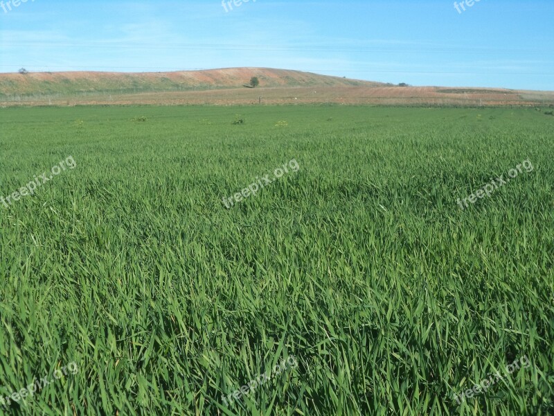 Barley Field Daganzo Madrid Spain Free Photos