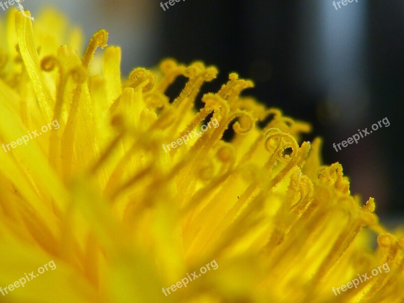 Buttercup Yellow Close Up Stamp Pollen