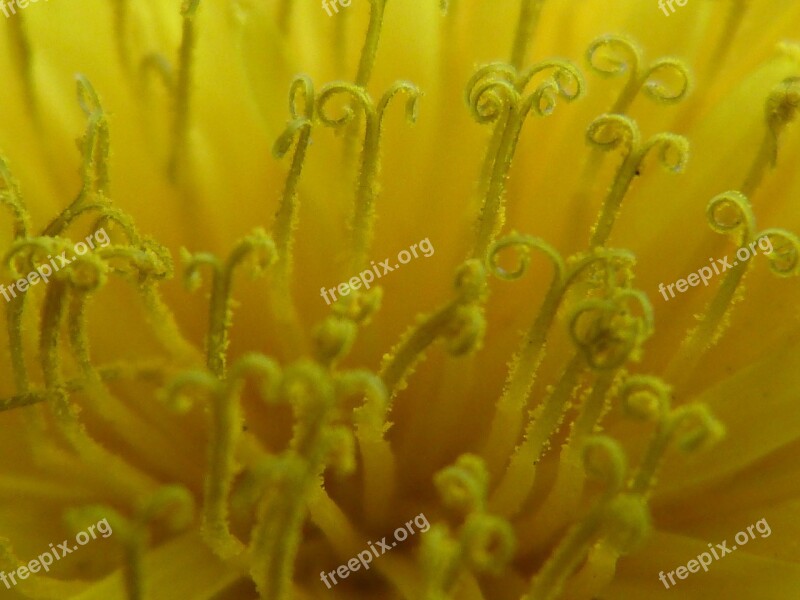 Buttercup Dandelion Yellow Close Up Macro