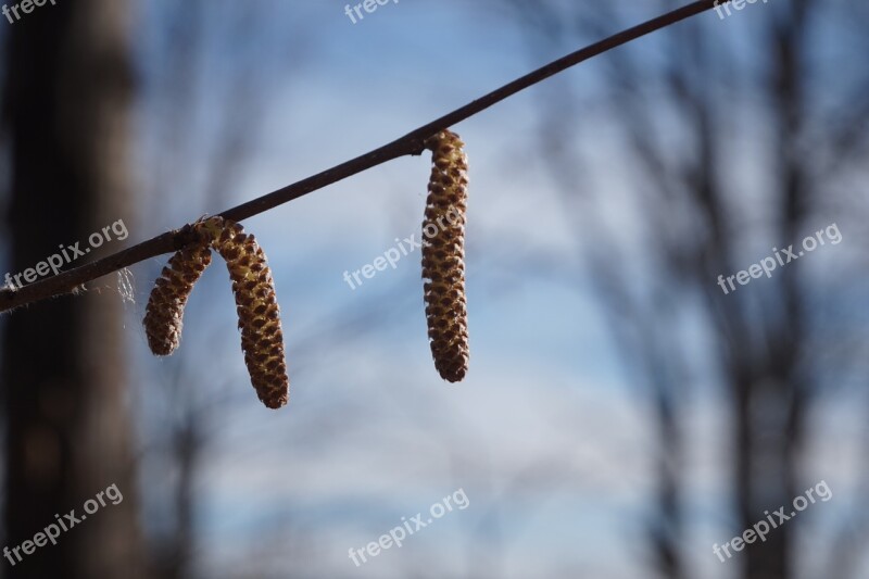 Nature Ottawa Outdoor Spring Plant