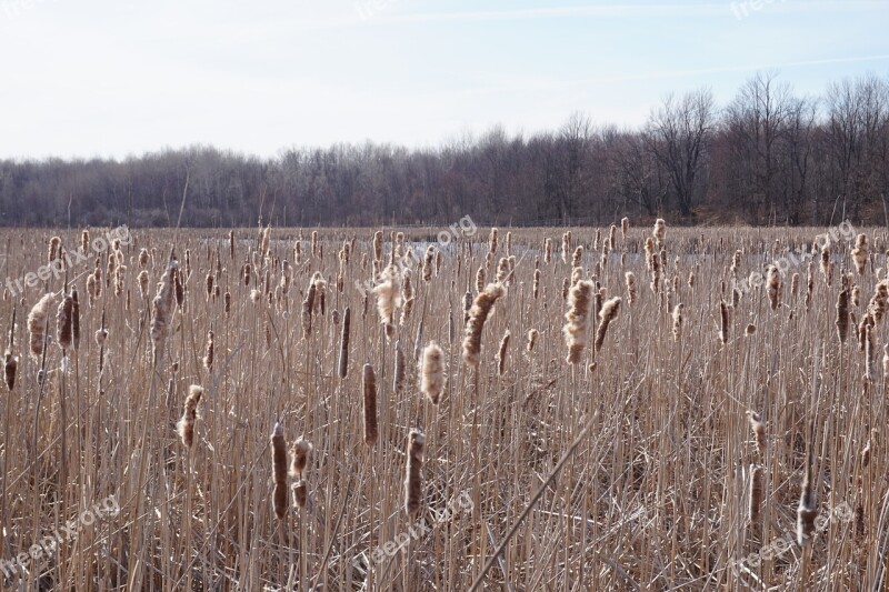 Nature Ottawa Outdoor Spring Landscape