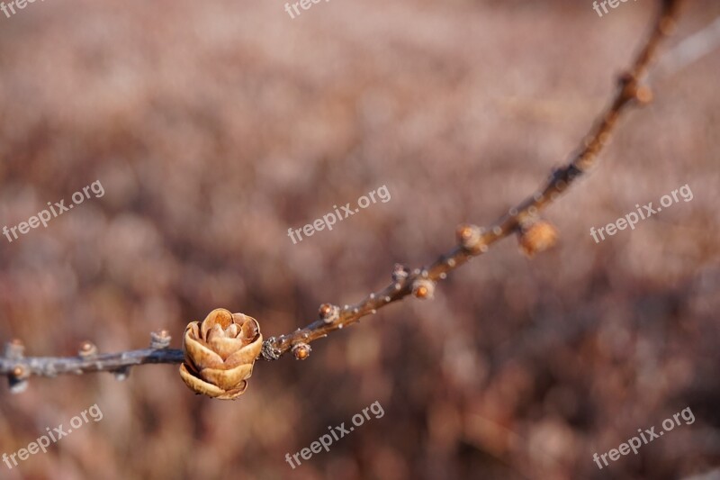 Nature Ottawa Outdoor Spring Plant