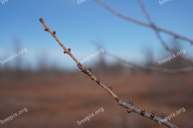 Nature Ottawa Outdoor Spring Plant