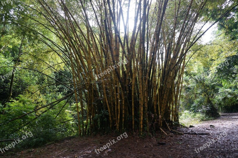 Bamboo Forest Hawaii Free Photos