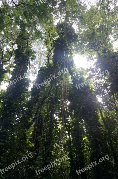 Hawaii Tropical Rainforest Free Photos