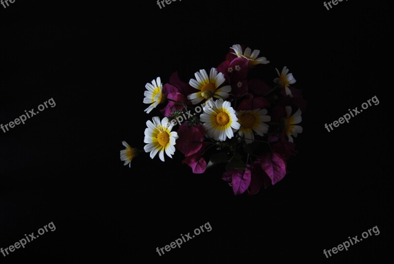 Flowers Still Life Dark Background Spring Margaritas