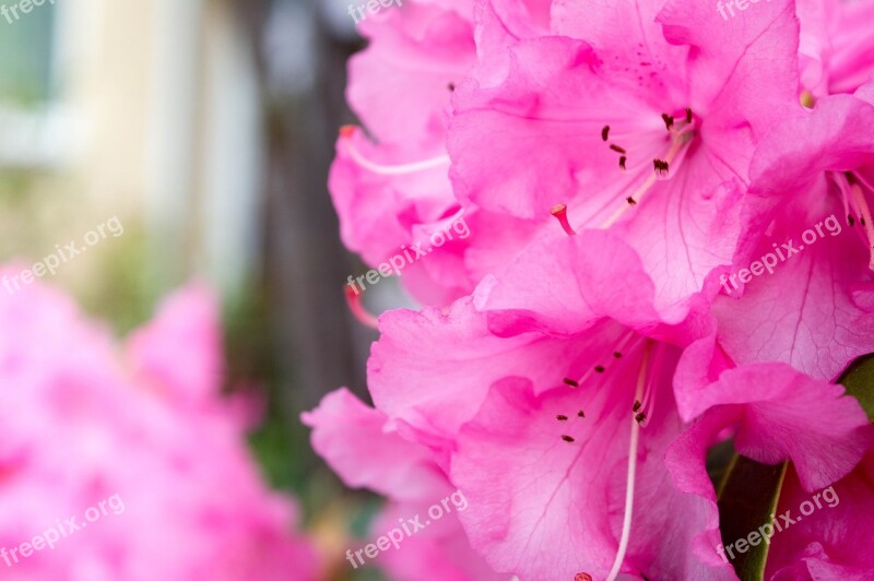 Pink Flowers Spring Branch Plant