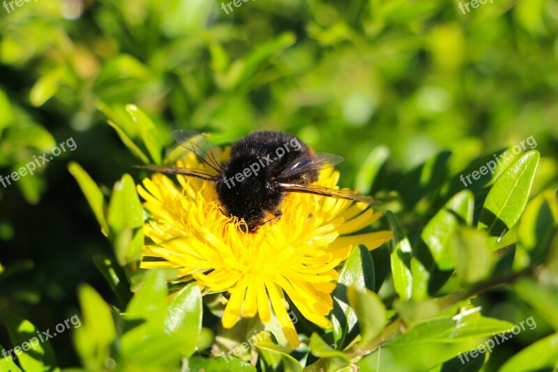 Insect Hummel Wing Flower Dandelion