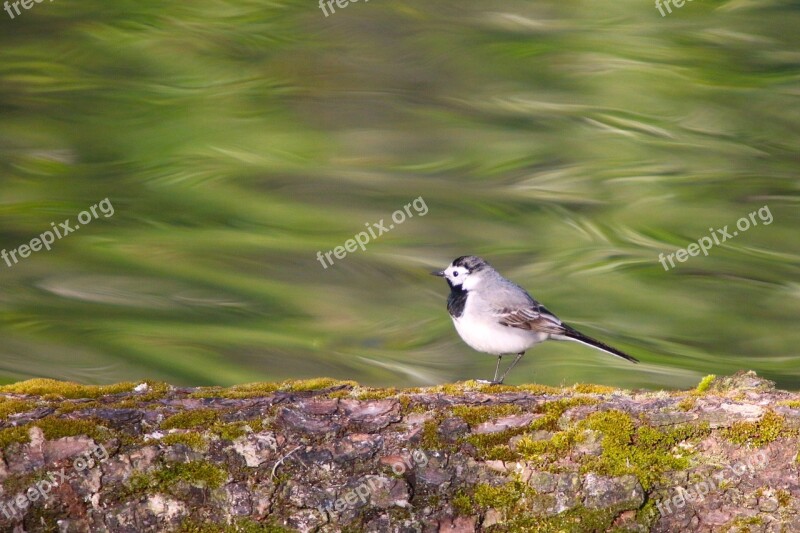 Nature Animals Bird Singer Free Photos