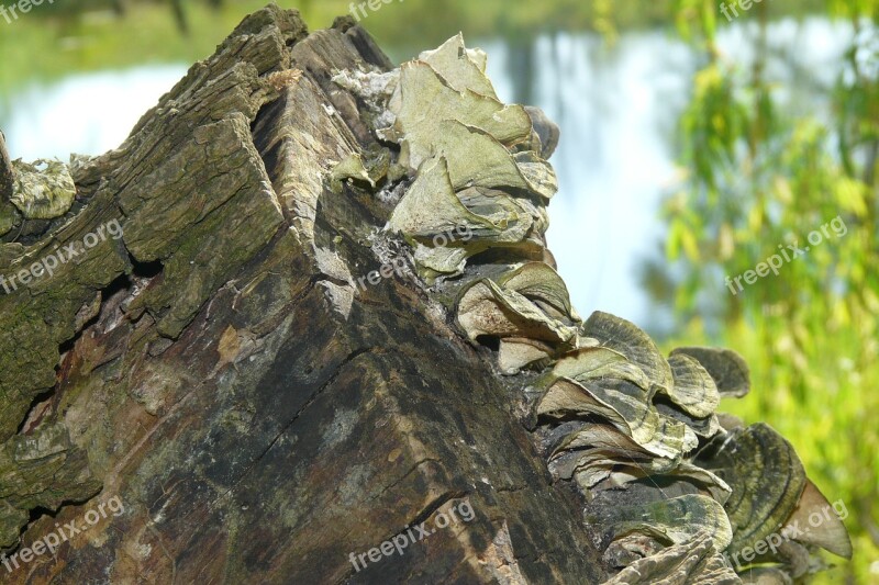 Tree Mushroom Mushrooms On Tree Tree Fungus Log