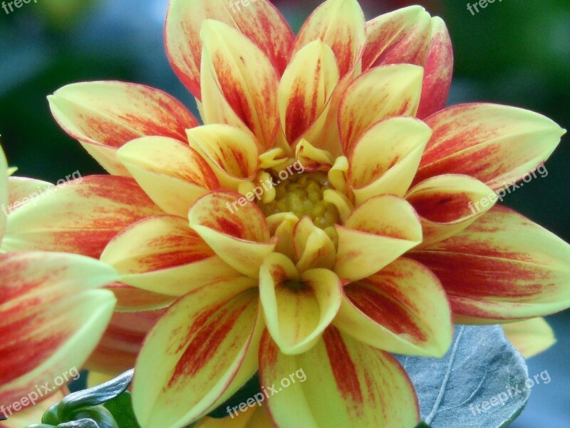 Bloom Dahlia Summer Blossom Spring