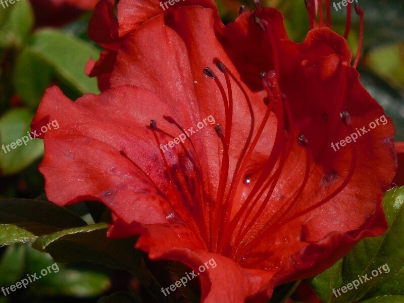 Bloom Azalea Blooming Green Spring