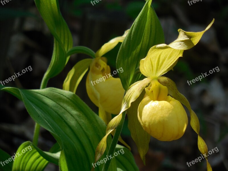 Lady's Slipper Orchid Flower Nature Plant