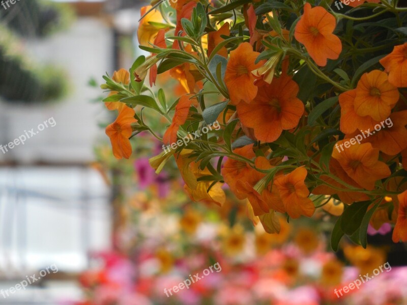 Flowers Greenhouse Garden Plant Green